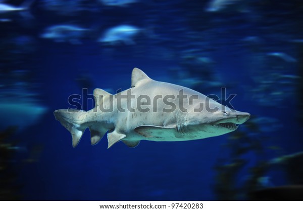shark fish, bull\
shark, marine fish\
underwater