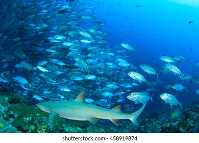Shark and fish. Whitetip Reef Shark and Bigeye Jacks fish. Sipadan Island, Malaysia