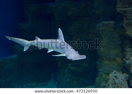 Shark
Shark â?? fish-predators, dangerous and aggressive inhabitants of the ocean, the oldest known animals.