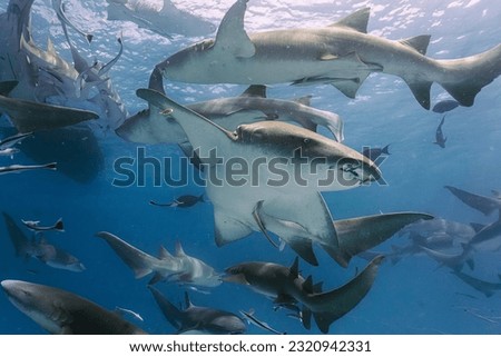 shark free diving in Maldives  
