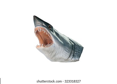 Shark Head Model Isolated On White Background  With Clipping Path