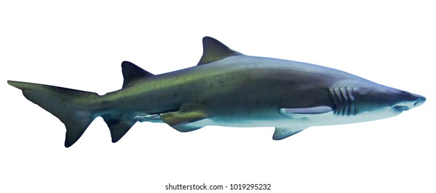 Royalty Free Shark Side View Stock Images Photos Vectors