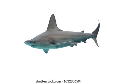 Shark Isolated On White Background