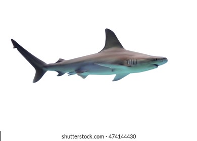 Shark Isolated On White Background