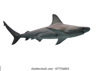 Shark Isolated On White Background