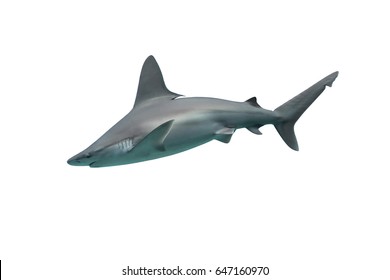 Shark Isolated On White Background