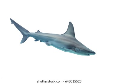 Shark Isolated On White Background