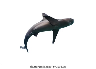 Shark Isolated On White Background