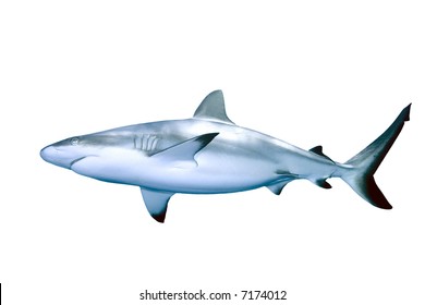 Shark Isolated On White Background