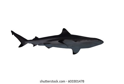 Shark Isolated White View Down Stock Photo 603301478 | Shutterstock