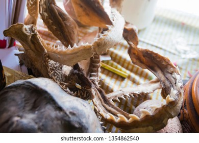 Shark Jaw Bone And Sharp Shark Teeth Close Up