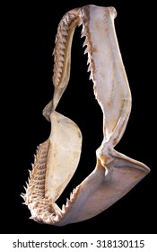 Shark Jaw Bone And Sharp Shark Teeth Isolated On Black Background