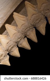 Shark Jaw Bone And Sharp Shark Teeth Isolated On Black Background