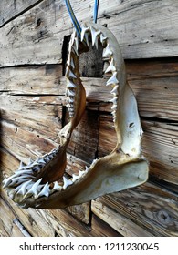 Shark Jaw Bone With Sharp Tooth Hanging On Wooden Wall