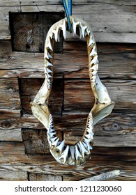 Shark Jaw Bone With Sharp Tooth Hanging On Wooden Wall