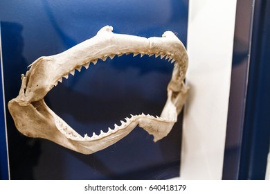 Shark Jaw Bone And Teeth In Museum