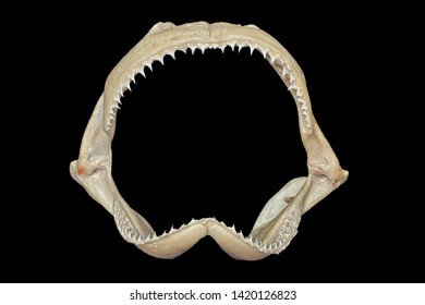 Shark Jaw On Black Background