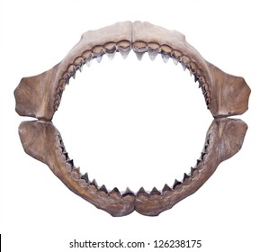 Shark jaws (Megalodon) isolated on white background