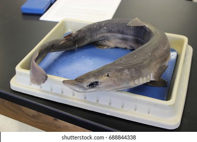 Shark Liver Dissect In Marine Biology Class For Education