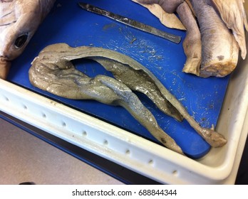 Shark Liver Dissect In Marine Biology Class For Education