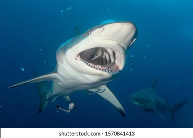 Shark Mouth Very Close View With Fish Inside, South Africa, Aliwal Shoal