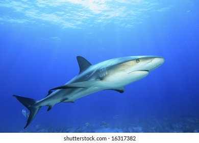 Shark Natural Habitat Stock Photo 16317382 | Shutterstock