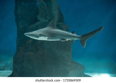 A Shark On The Tank Of Aquarium