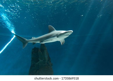 A Shark On The Tank Of Aquarium