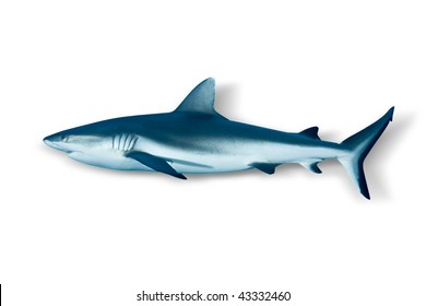 Shark On White Background