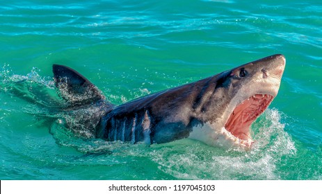 Shark With Open Mounth