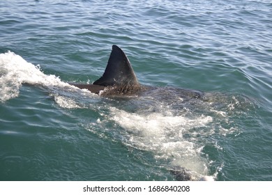 Shark Pictures Out Water Stock Photo 1686840208 | Shutterstock