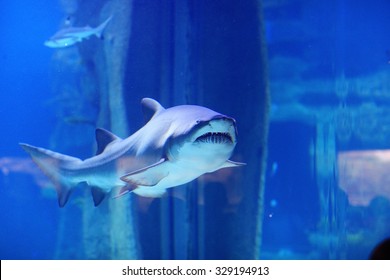 Shark In The Pool Underwater Photo