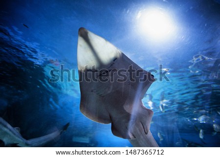 Shark Ray (Bowmouth Guitarfish) under belly in aquarium