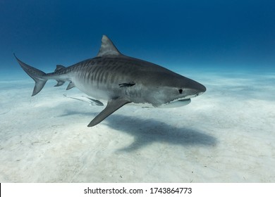 Tiger Shark Swimming Clear Shallow Water Stock Photo 1488699770