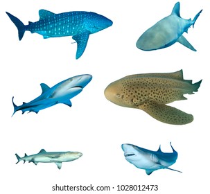 276 Whale shark teeth Stock Photos, Images & Photography | Shutterstock