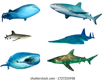 Shovelnose Images, Stock Photos & Vectors | Shutterstock