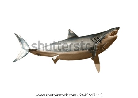 Shark. Stuffed Shark Taxidermy Isolated on White. Sharks belong to the classification Chondrichthyes which identifies them as cartilaginous fish. Taxidermy preserves dead animals to enjoy for ever. 