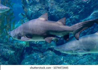 Shark Is Swiming In Aquarium Glass Tank