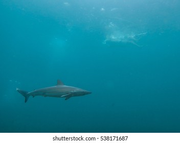 Shark And Swimmer, Juvenile Dusky Whaler Shark At Fairybower, Manly