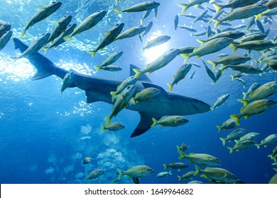 Shark Swimming Among A School Of Fish At The Georgia Aquarium