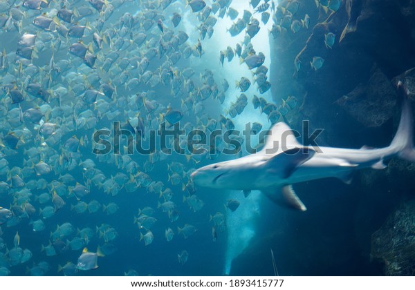 A shark swimming among a shoal of silver moony\
fish (or diamondfish), which are trying to escape from the\
ferocious predator in the huge aquarium of Xpark, in Zhongli\
District, Taoyuan City,\
Taiwan