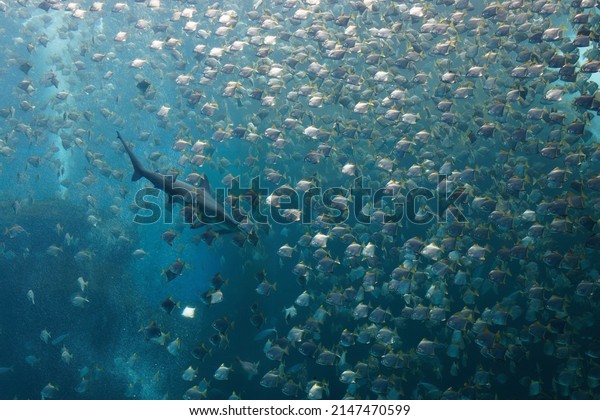 A shark swimming among\
a shoal of silver moony fish (or diamondfish), which are trying to\
escape from the ferocious predator, in the huge Xpark aquarium, in\
Taoyuan, Taiwan