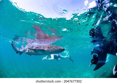 Shark Swimming Around Boat Stock Photo 2047677302 