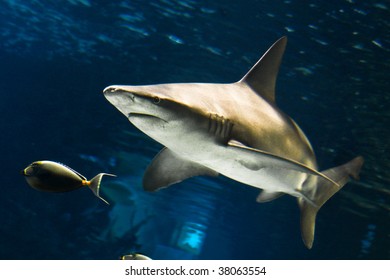 Shark Swimming Around In A Tank