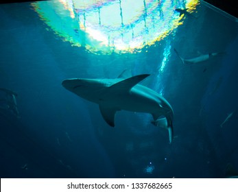 A Shark Swimming In Enormous Tank, He Likes To Show Off Himself.