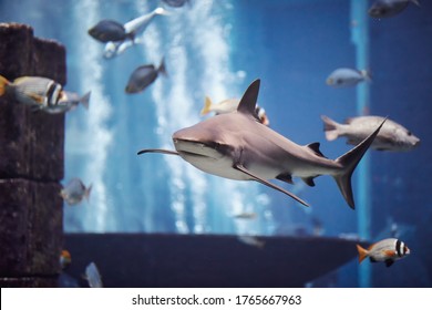 The Shark Swimming In Large Aquarium