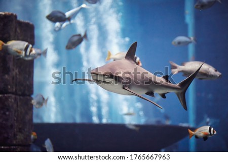 The Shark swimming in large aquarium