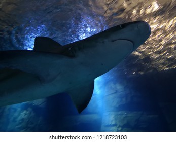 Shark Swimming Overhead