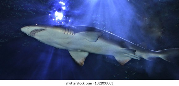 Shark Swimming Overhead In Water