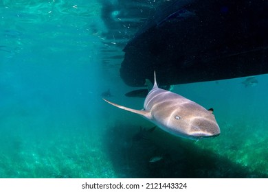 Shark Swimming Under The Boat